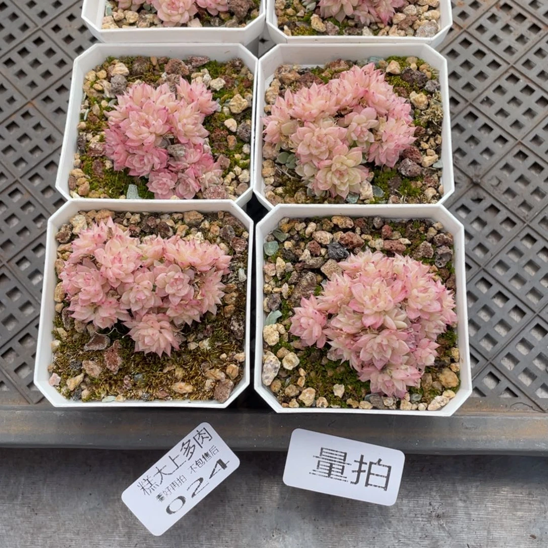 24号量拍啊啊啊啊啊