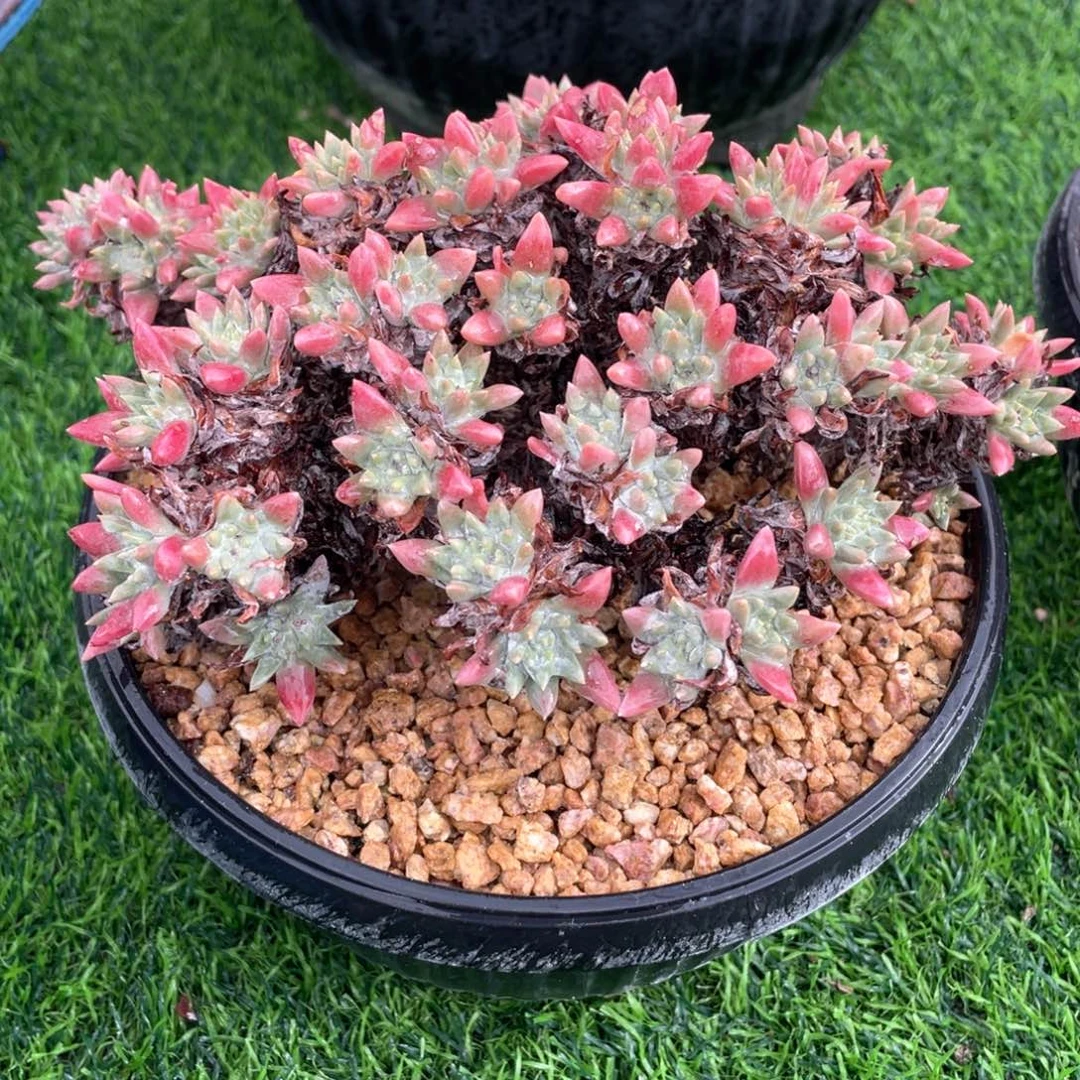 韩版丸叶粉菊粗桩福利