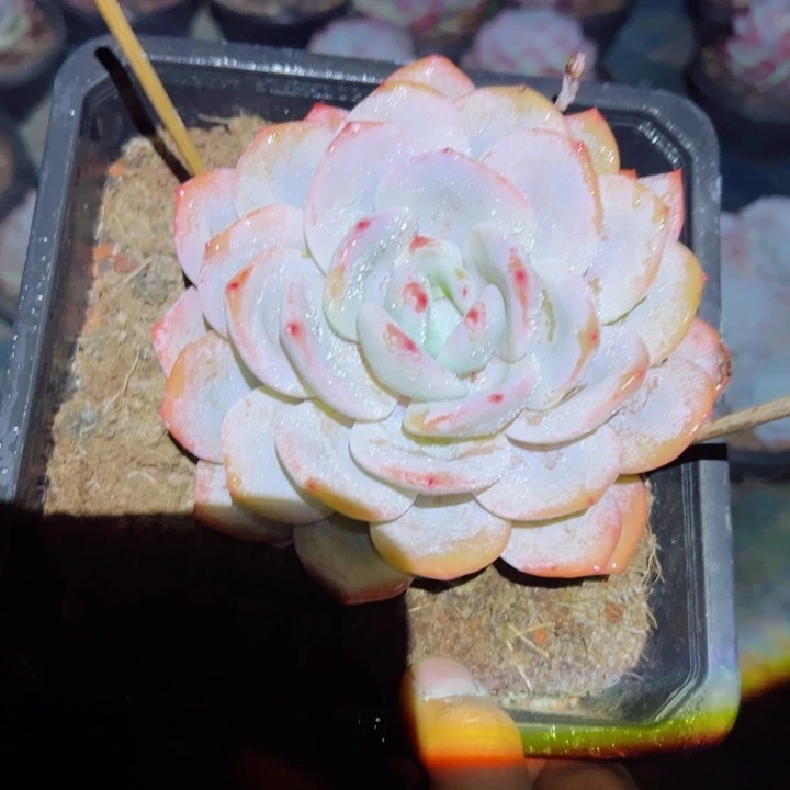 精品多肉植物老桩