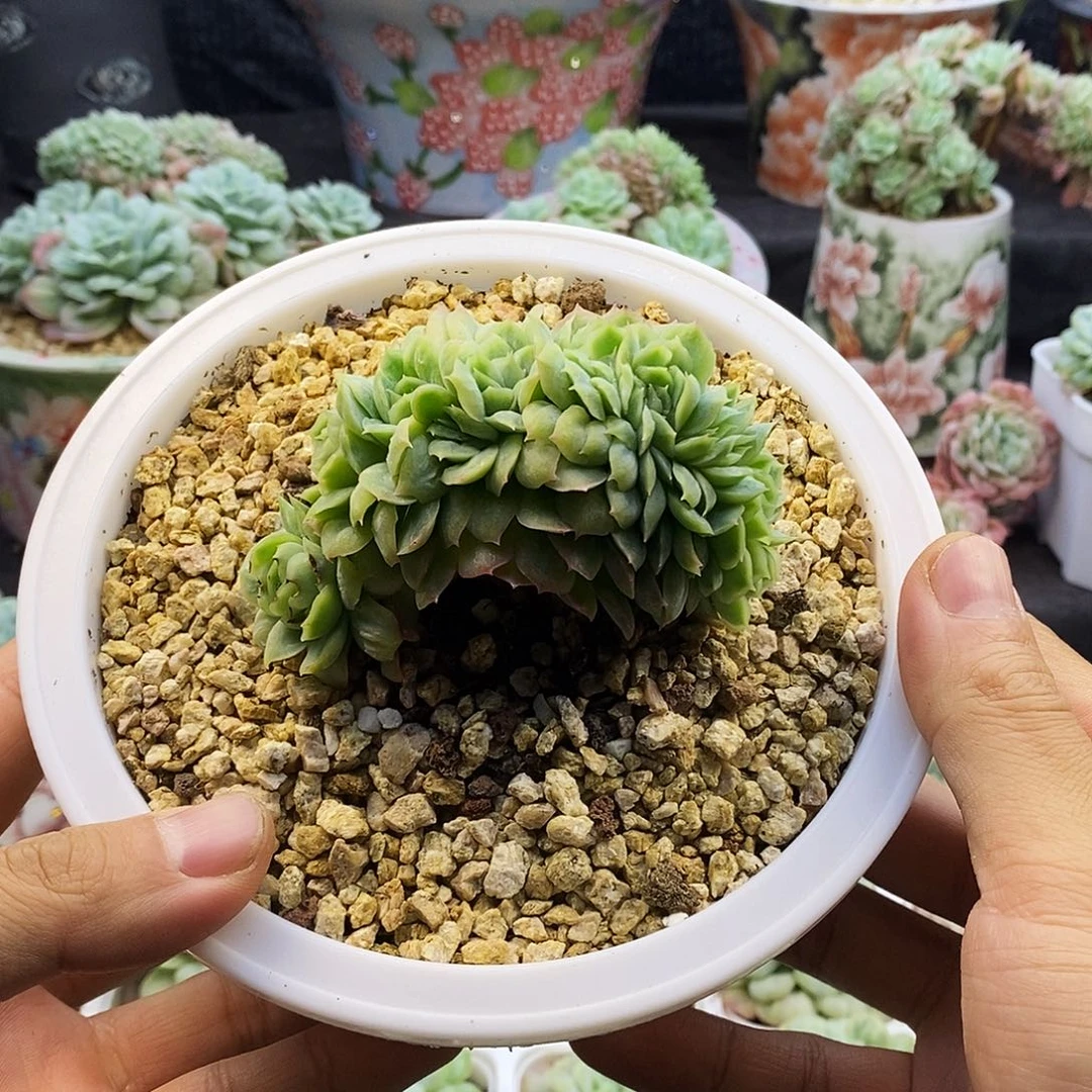 泡泡纱裙泡泡纱裙多肉植物