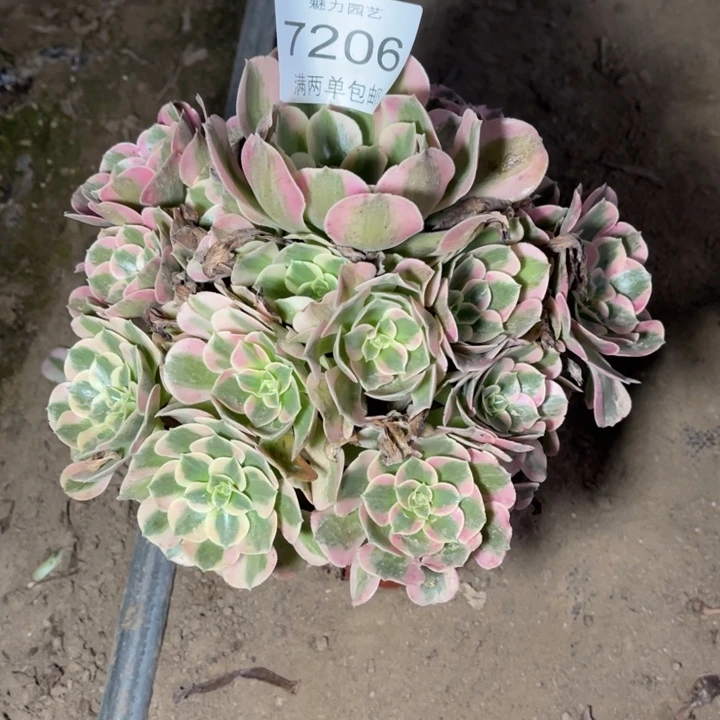 7206女郎的人多肉的