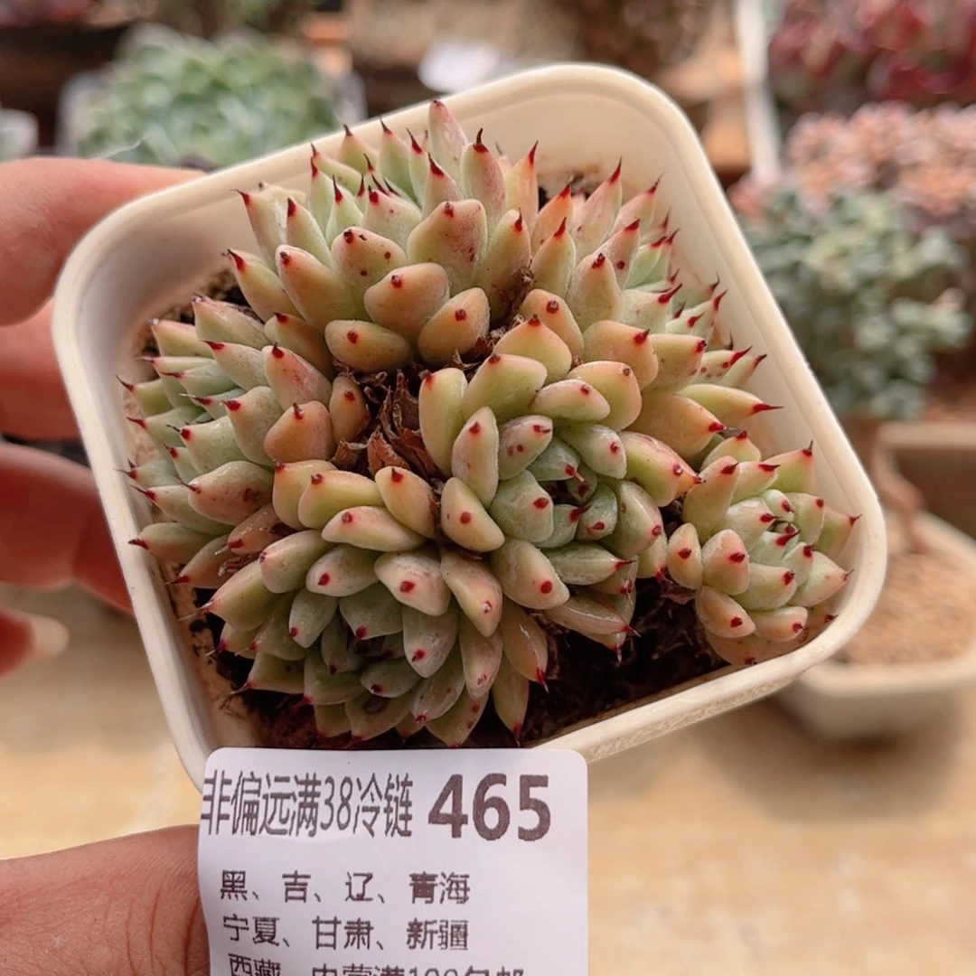 465原始绿抓德华多肉