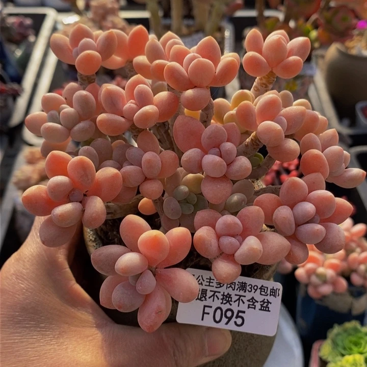 鱼子酱老桩11cm095多肉植物