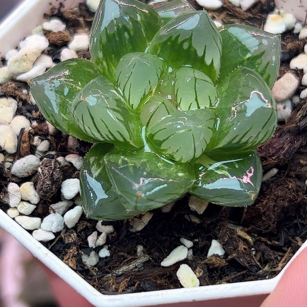 水中月锦十二卷多肉