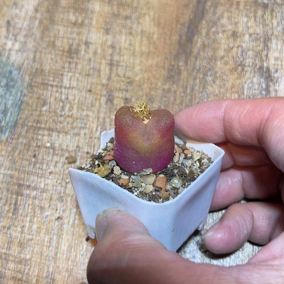 子播实生毛汉尼一物一拍