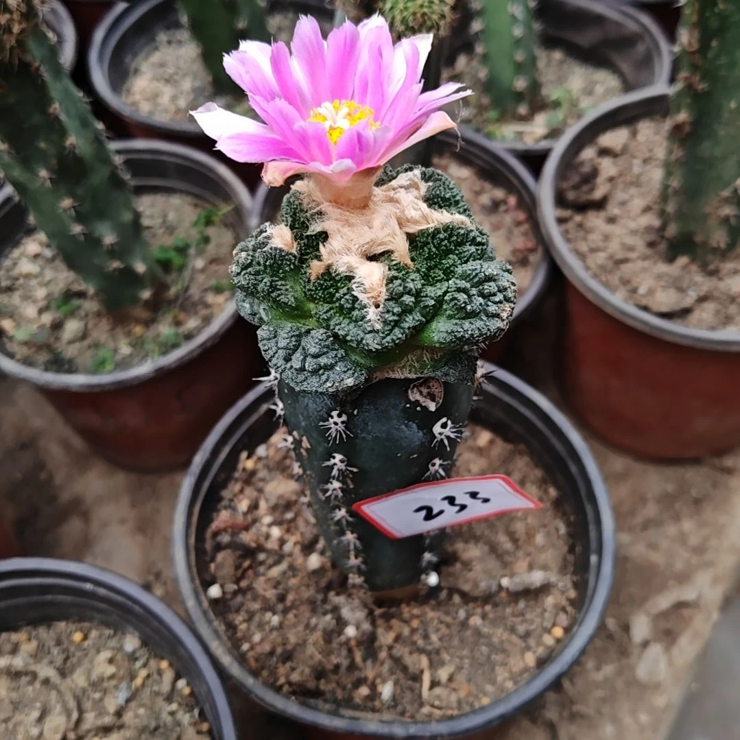 牡丹秀普苗接233福