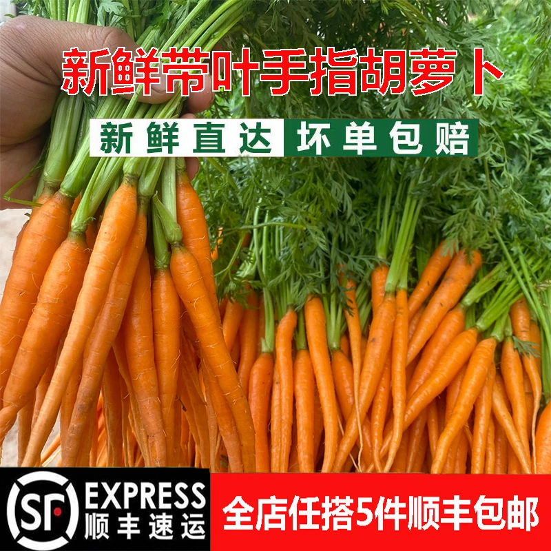 新鲜带叶手指胡萝卜迷你带缨胡萝卜新鲜装饰配菜宝宝辅食