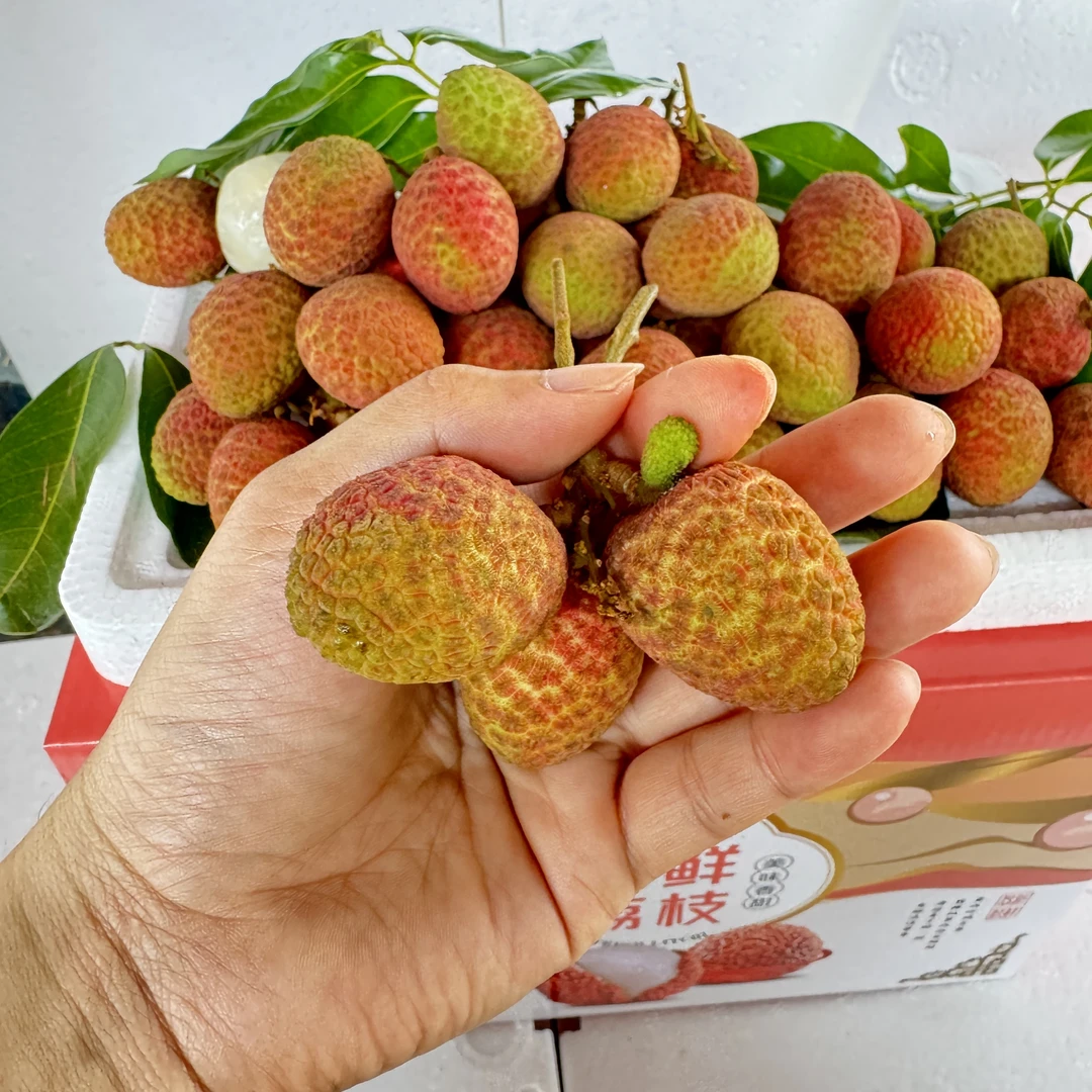 【林氏农产品大果】海南桂花香荔枝新鲜水果现摘多汁荔枝顺丰空运