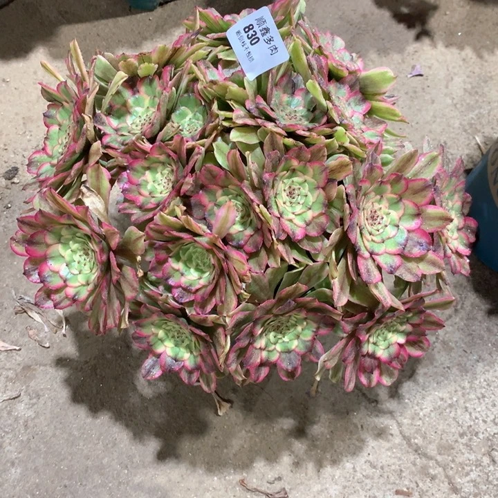 830沙皇多肉植物