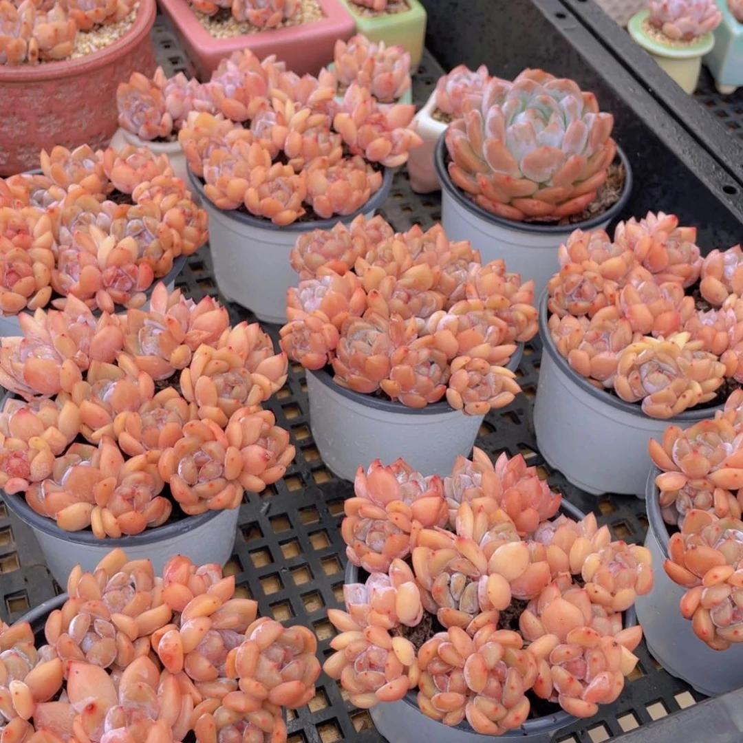 量拍53号 果冻韩版仙女橙双头组合7个