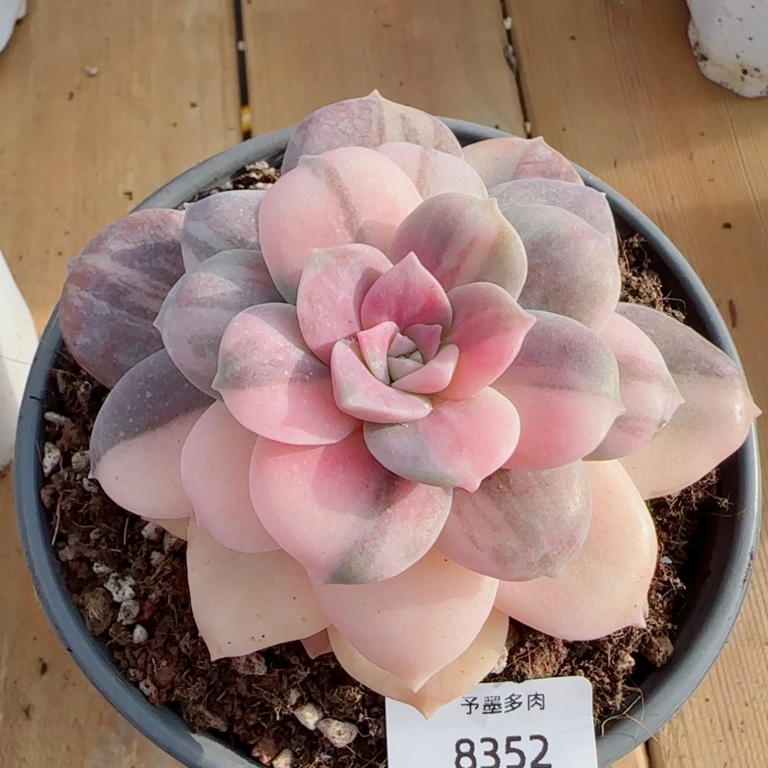 华丽风车锦，8352多肉植物