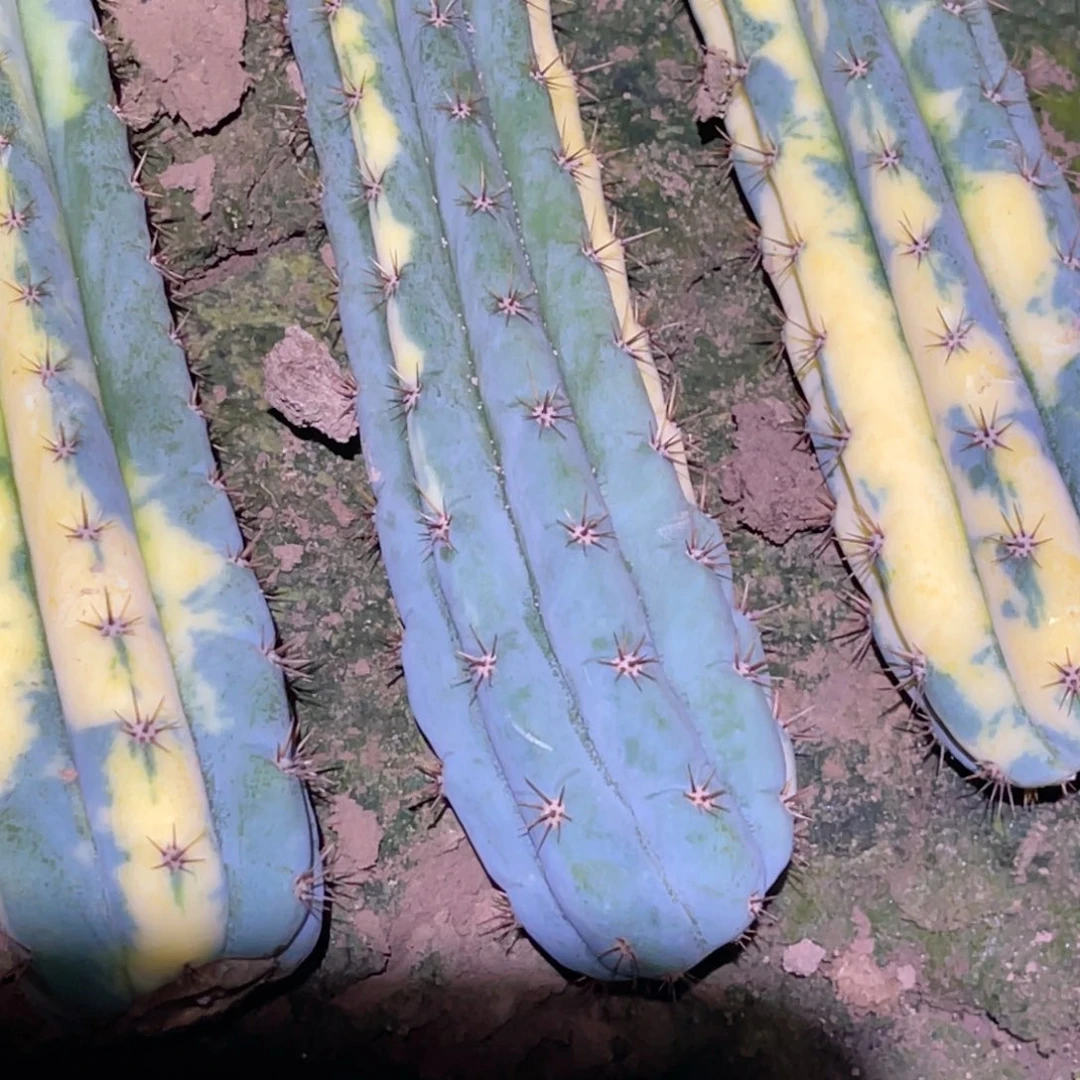 博***客多闻柱 锦 3颗 枝条 无根