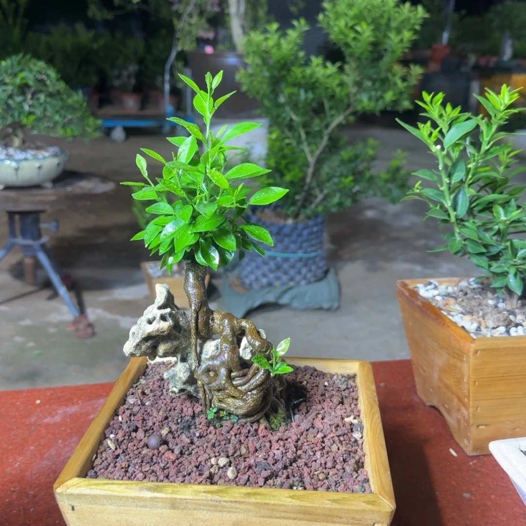 当前无花朵，栽培后可花朵莫**妙