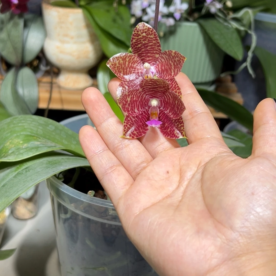 大部分花苞少量开放象耳后代