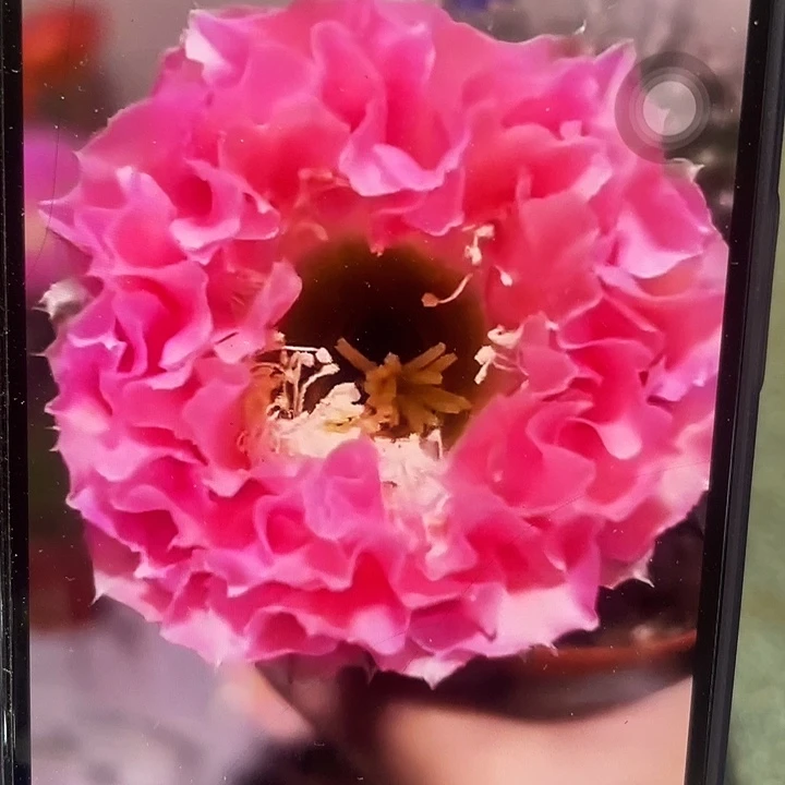 青51侧芽歪4公分以上满18包邮