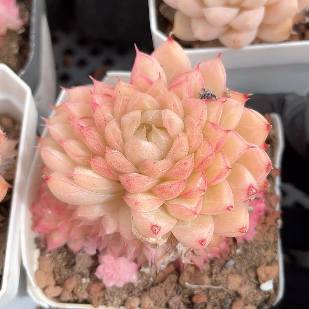 优选女王福利811