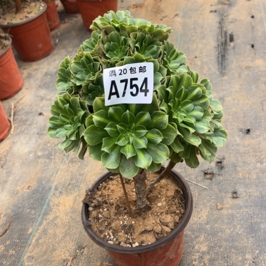 754琉璃翡翠不包断枝