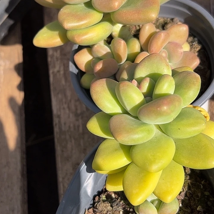 小***杨芒果系列美人一物一拍特价