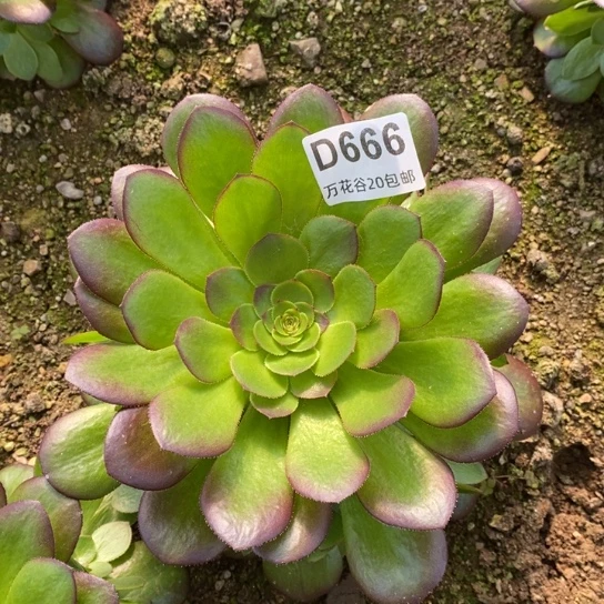 666雨荷多肉植物