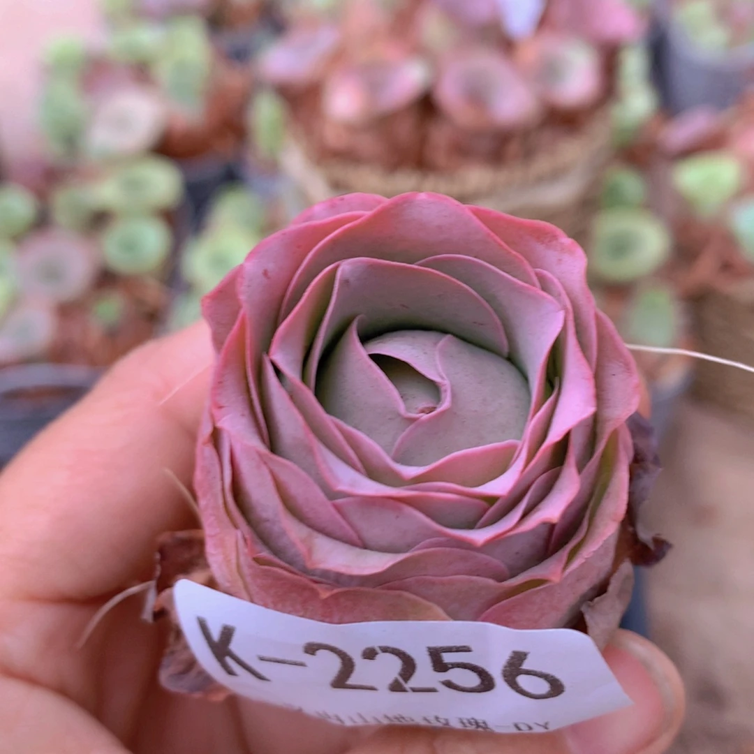 2256紫色惊黄f g b b b vvv b