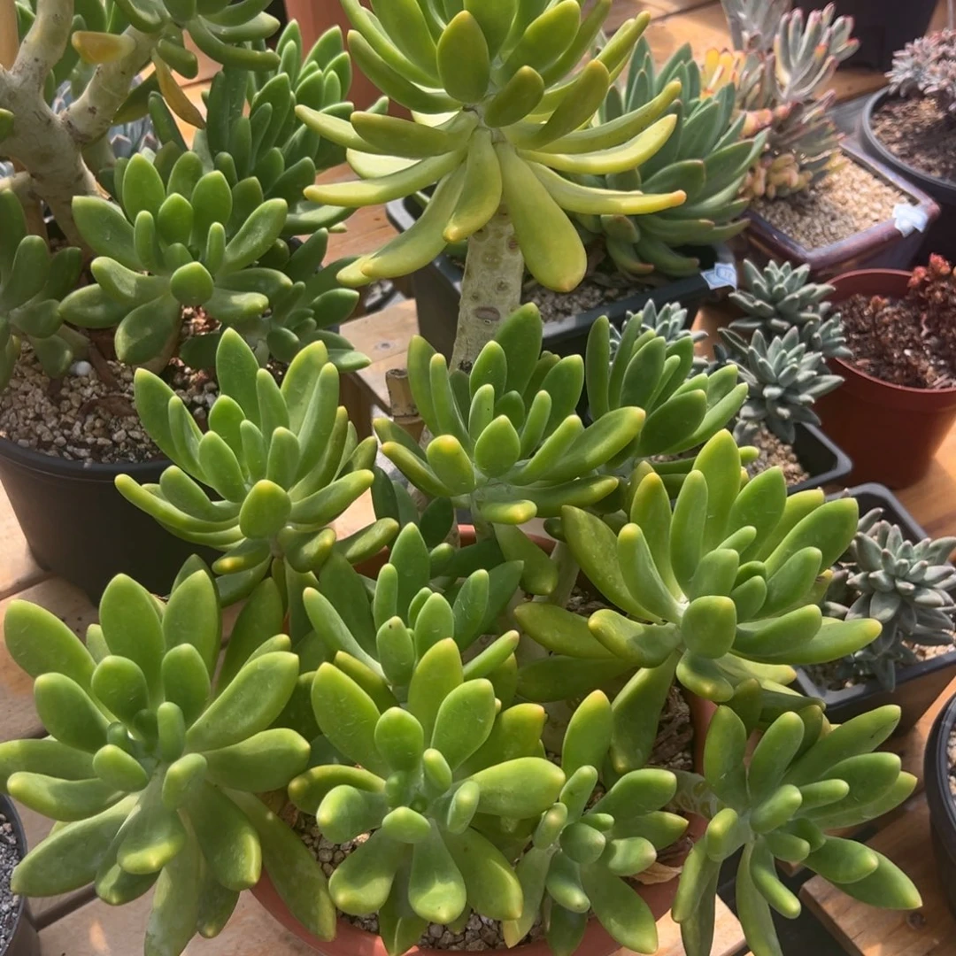多肉植物多头金蝉
