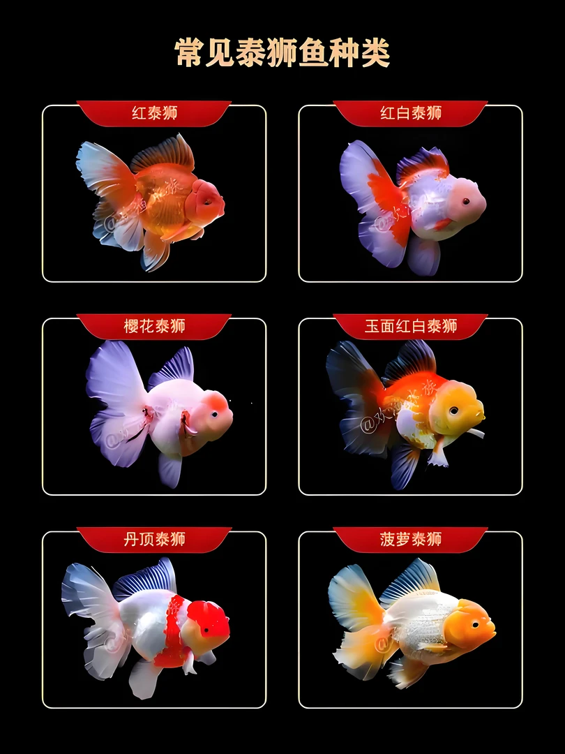 观赏鱼兰寿泰狮短尾狮蝶尾（以直播间为准）冷水鱼好养观赏鱼