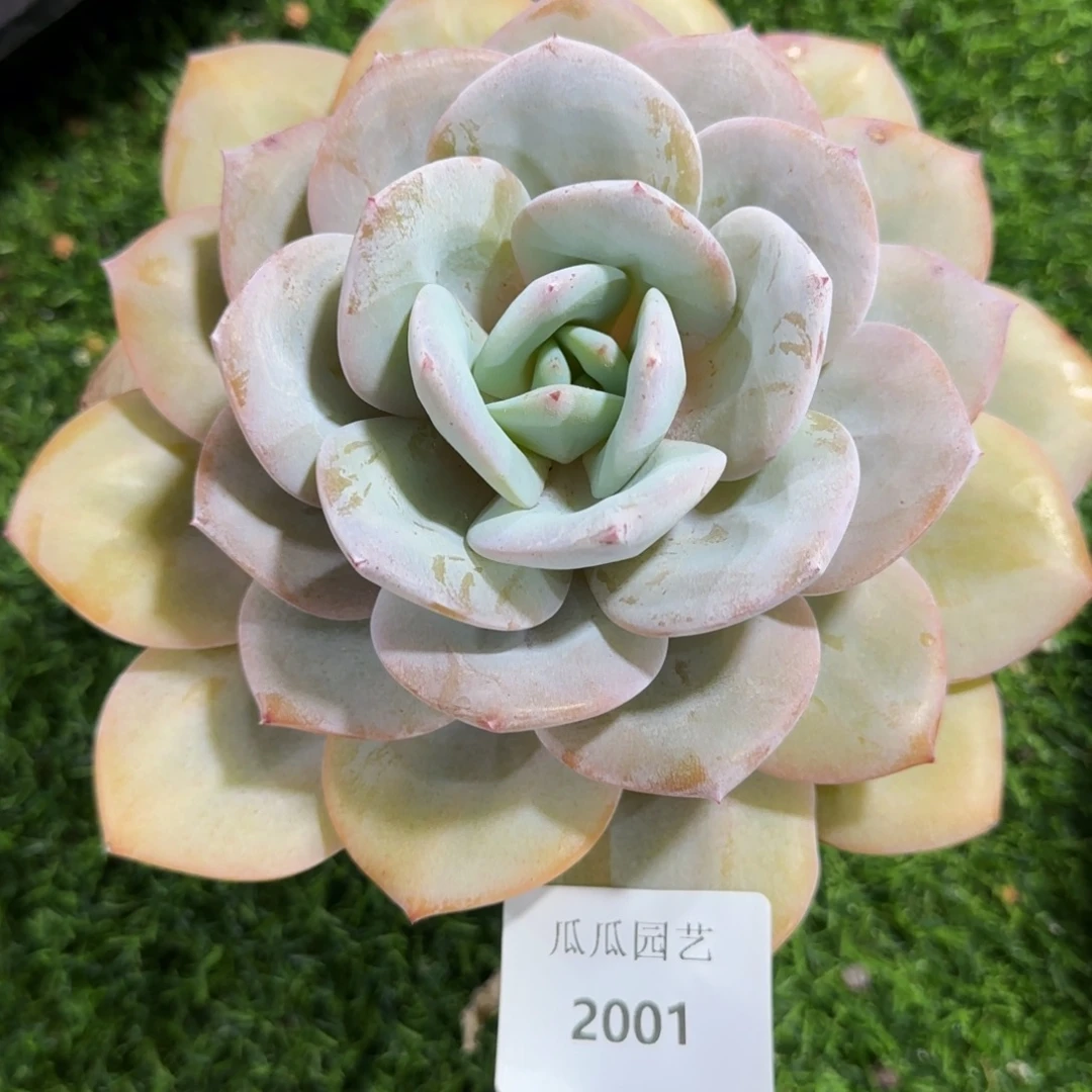 2001韩版奶茶多肉植物的时候