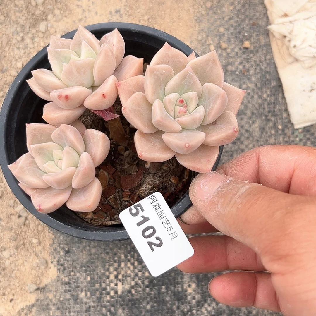 阿雅园艺。     5102