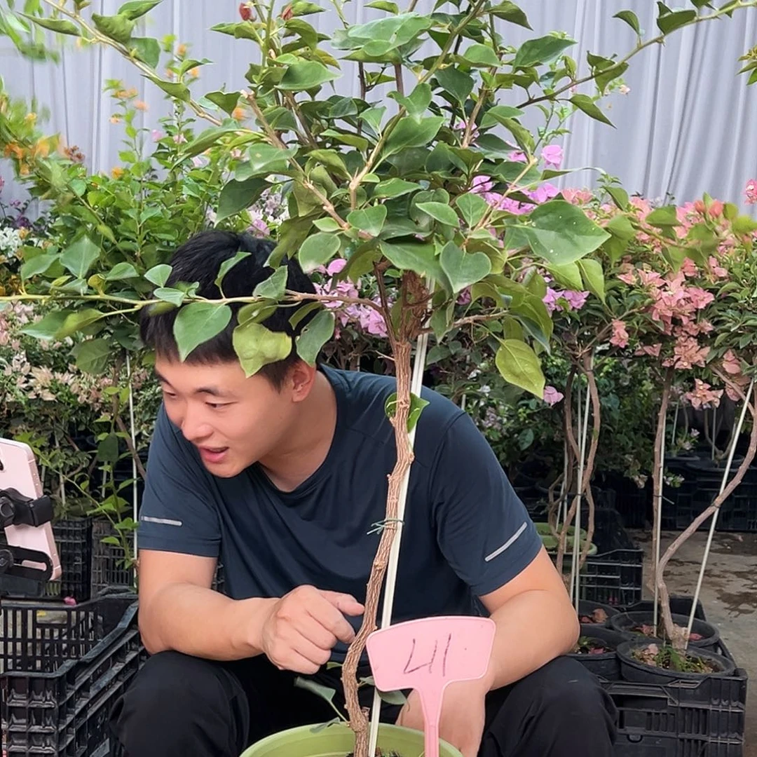 专***眼当前无花栽培后可以开花L11不甜