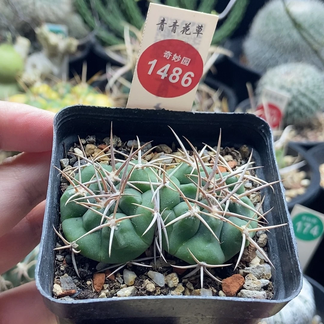 实生双头碧岩玉一颗仙人球