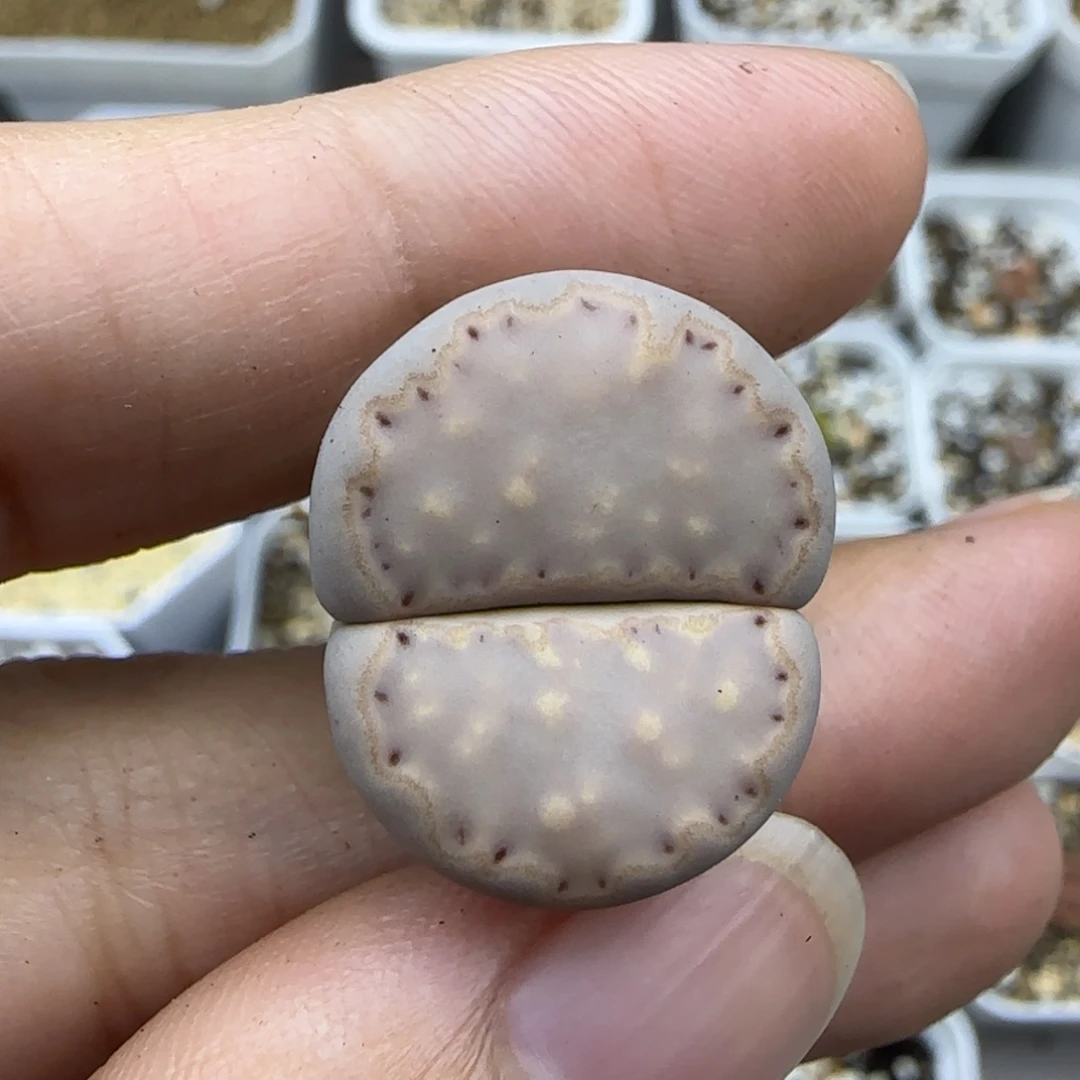 356饼干清框福利30包邮