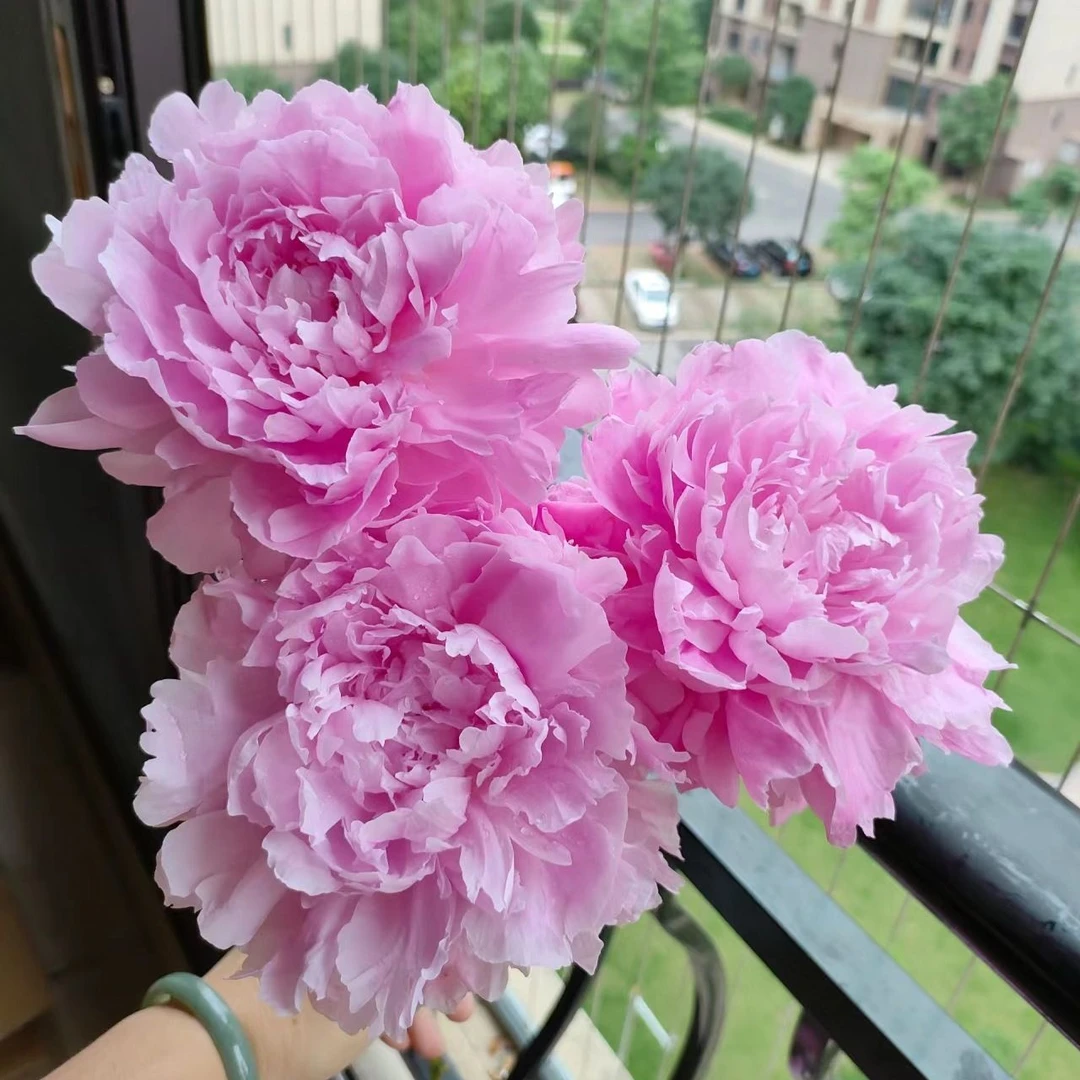 现货【高货（兰富士、红富士）】3A+精品水养鲜切花基地直发