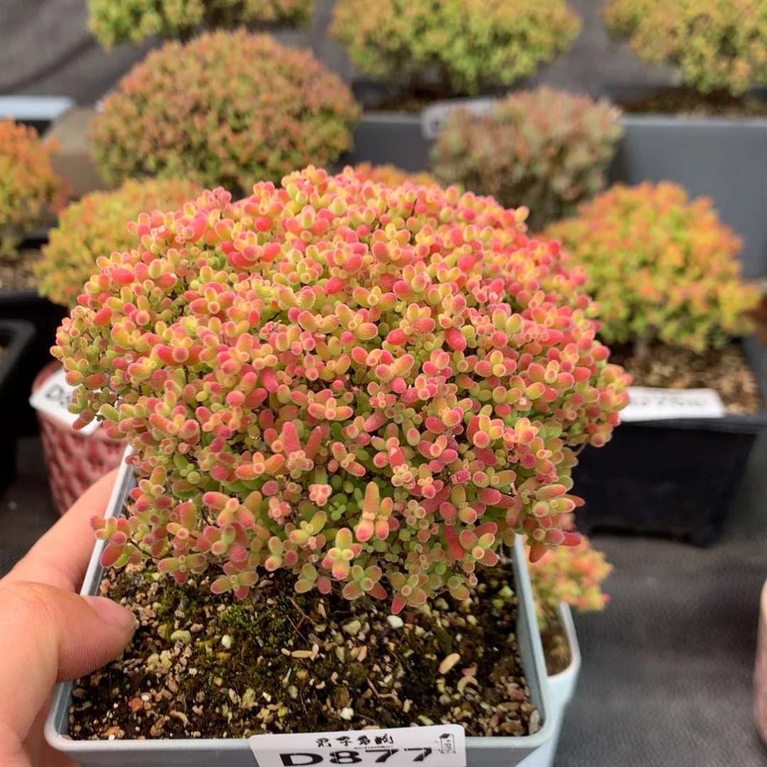 877蜜橘糖球