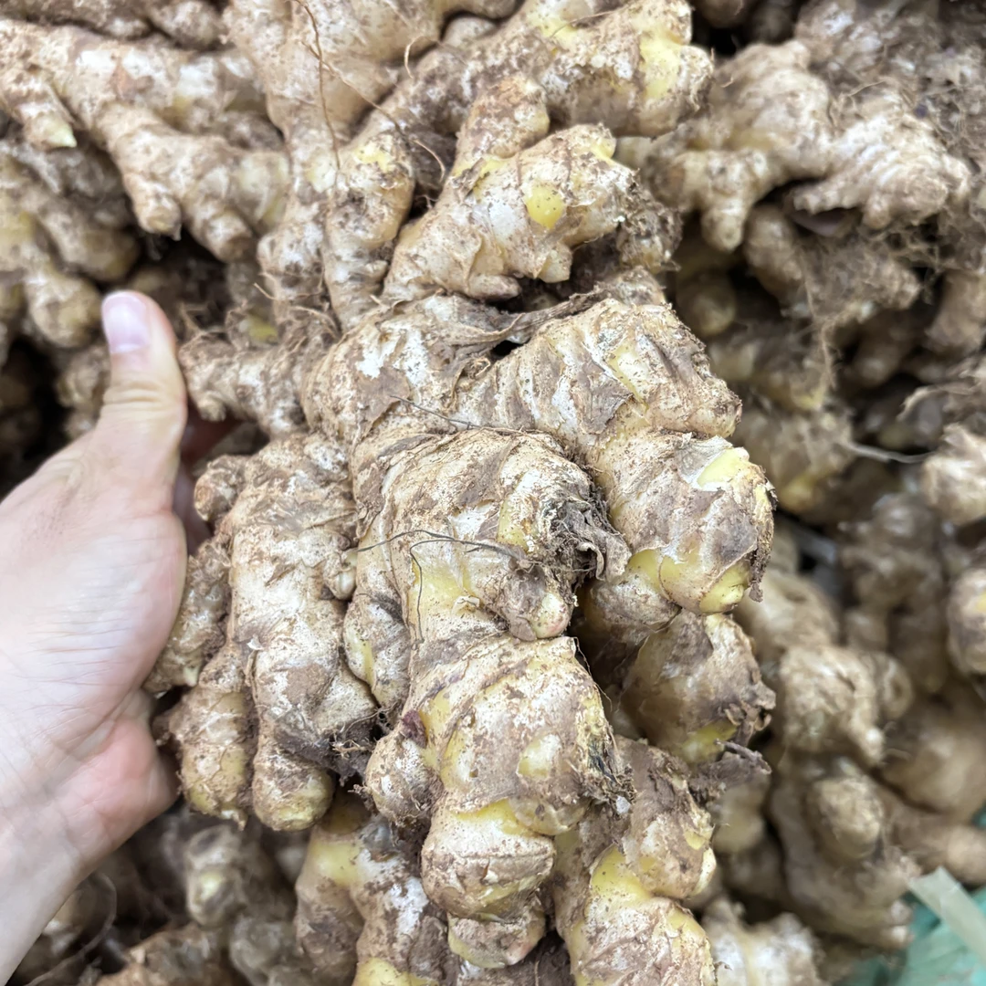 云南小黄姜新鲜现挖山地种植香味浓郁辛辣