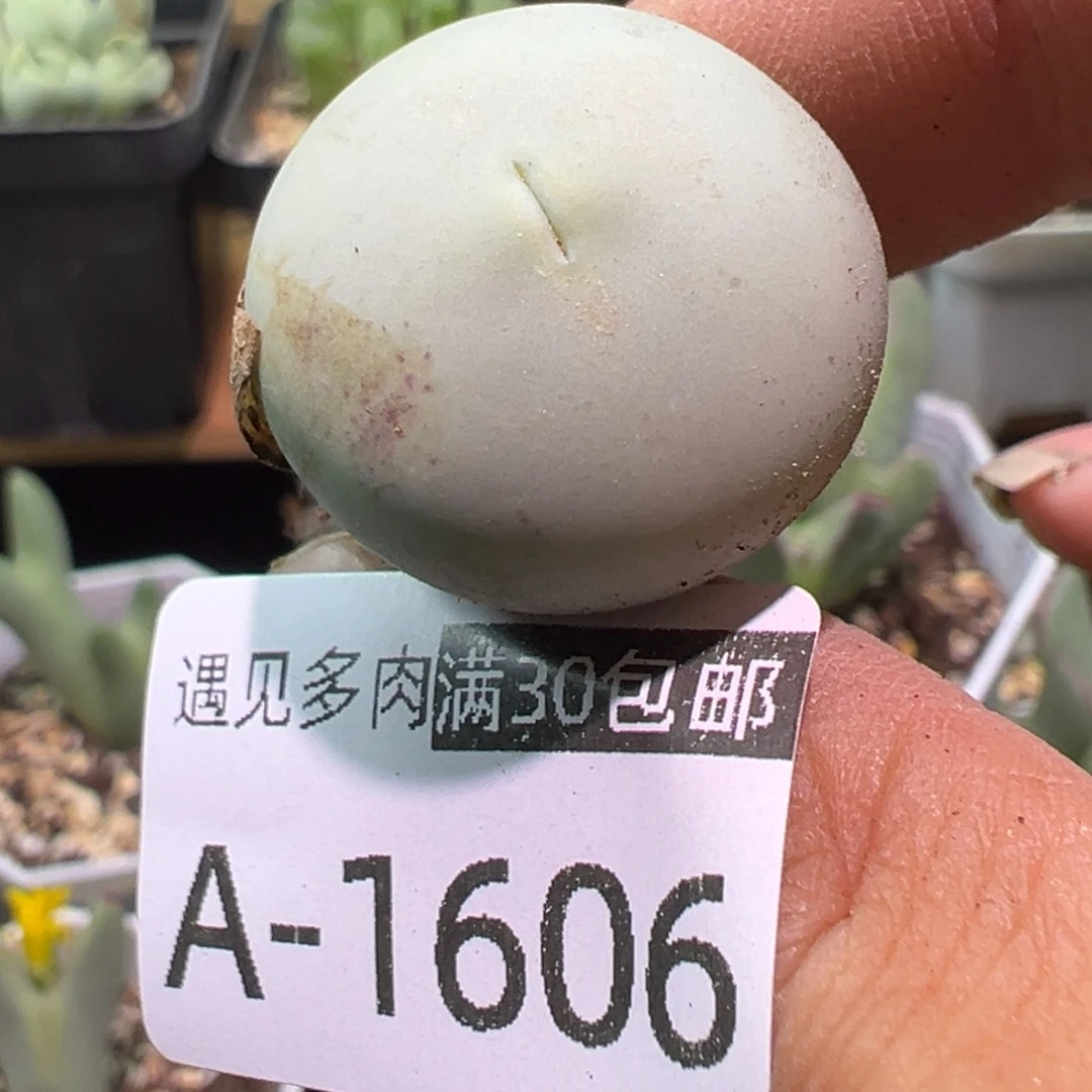 多肉植物11111111111