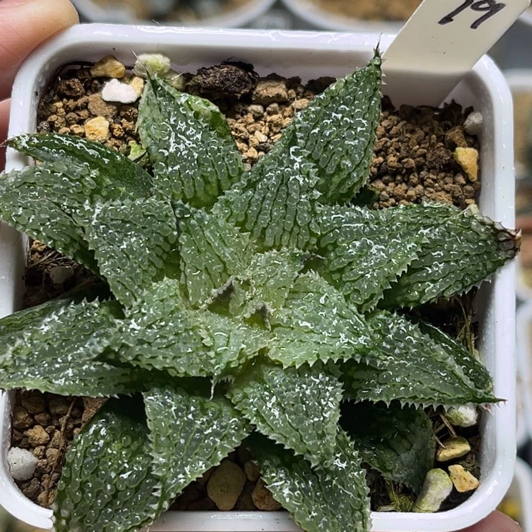 79莫瑞莎福利专场