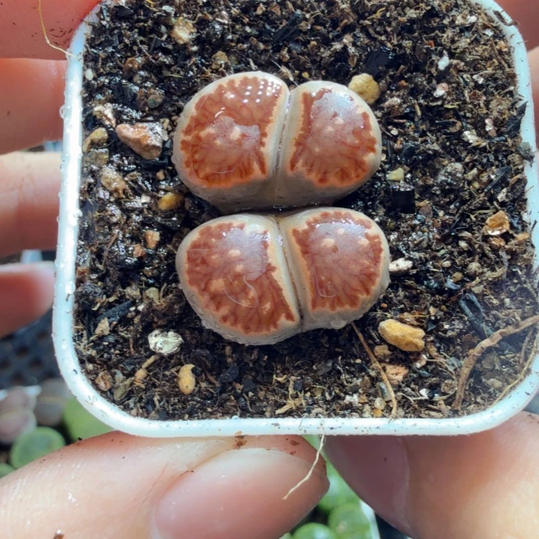 多肉葡萄的味道真的很好578