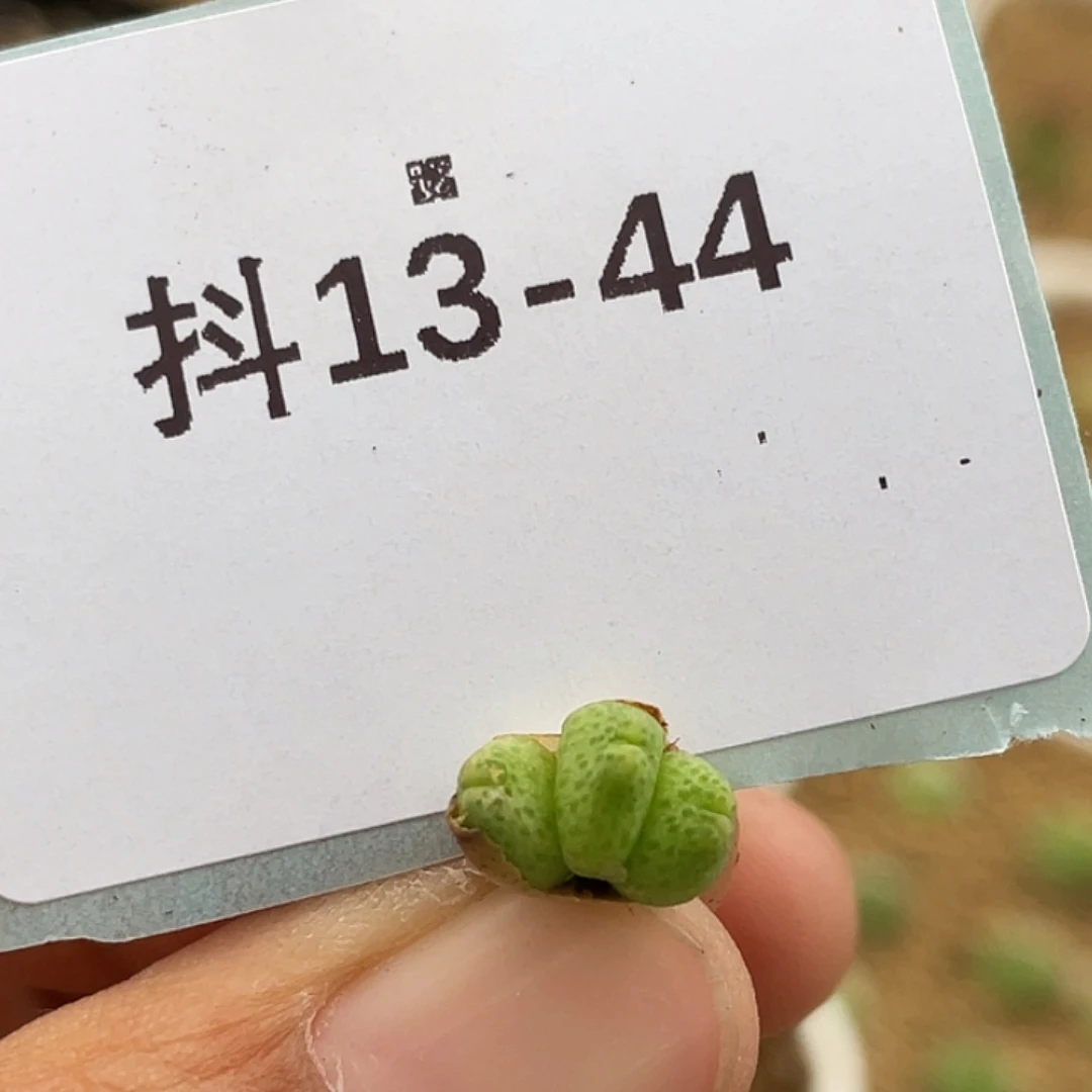 13-44斑马苗多肉植物