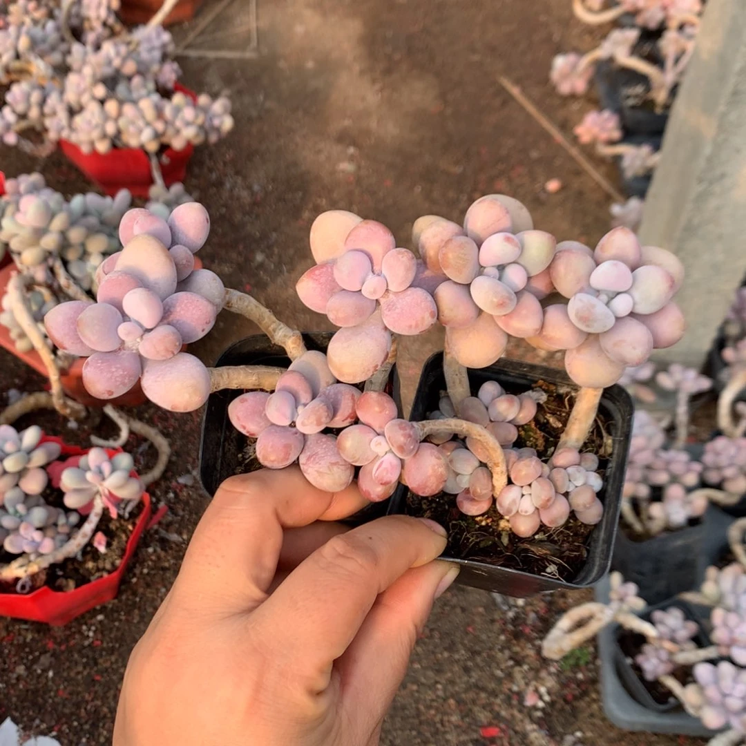 开播福利2颗80号不带盆