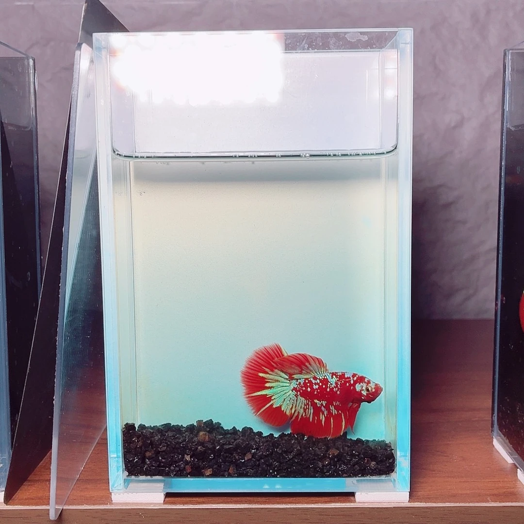 斗鱼彩金半月公鱼