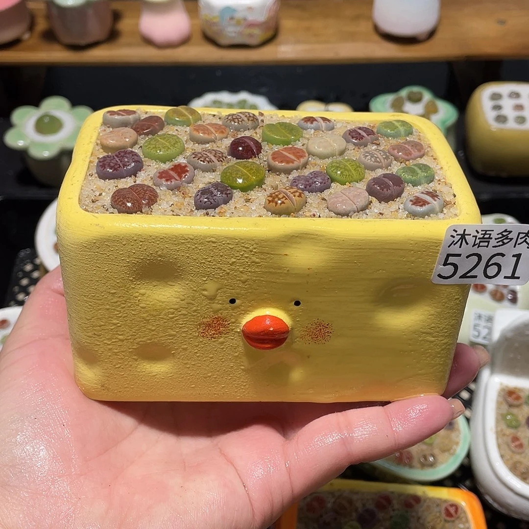 带盆土植物 一物一拍5261