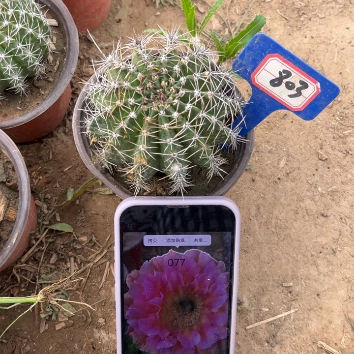 803。彩草077。。。。