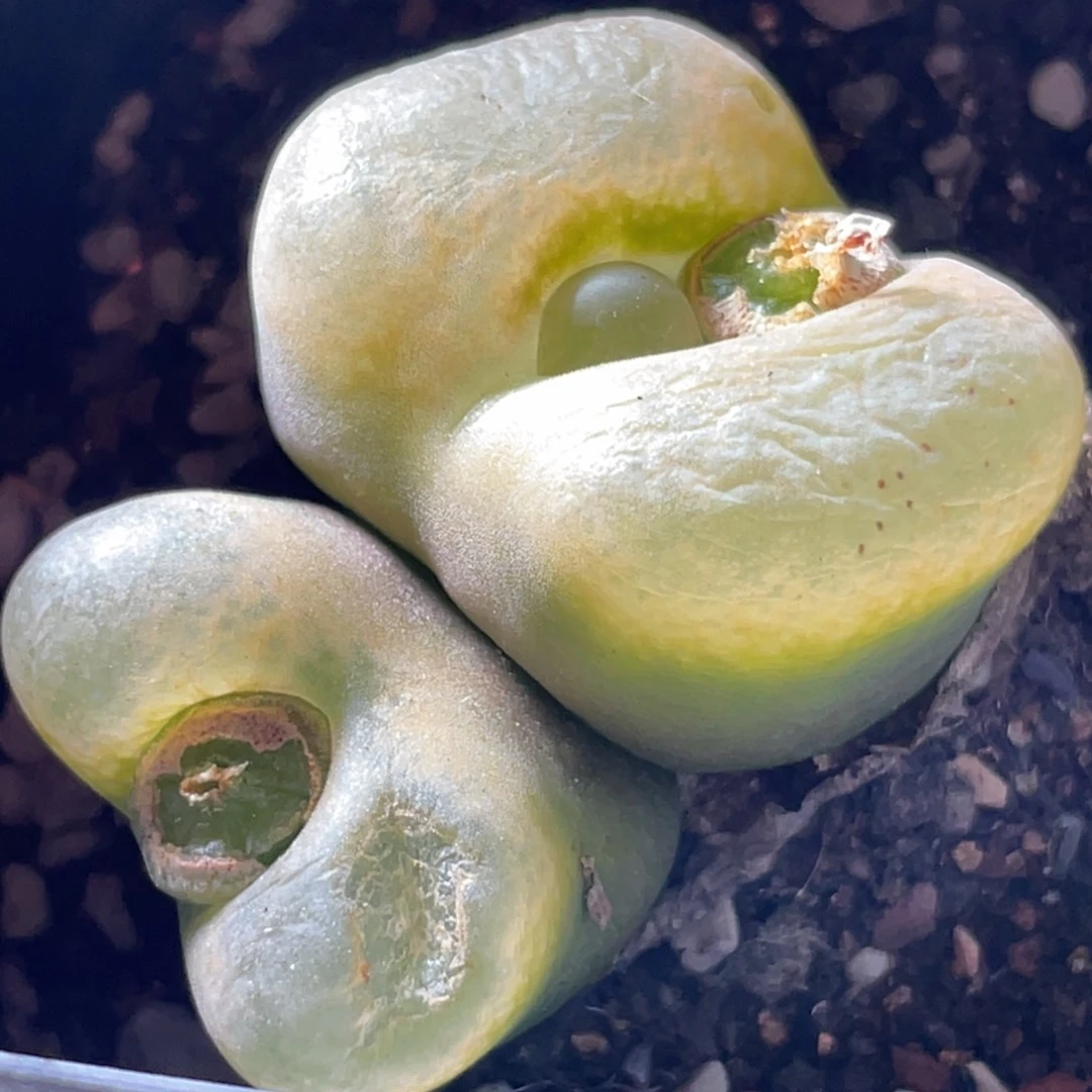 巨型毛毛母本更新～3.8