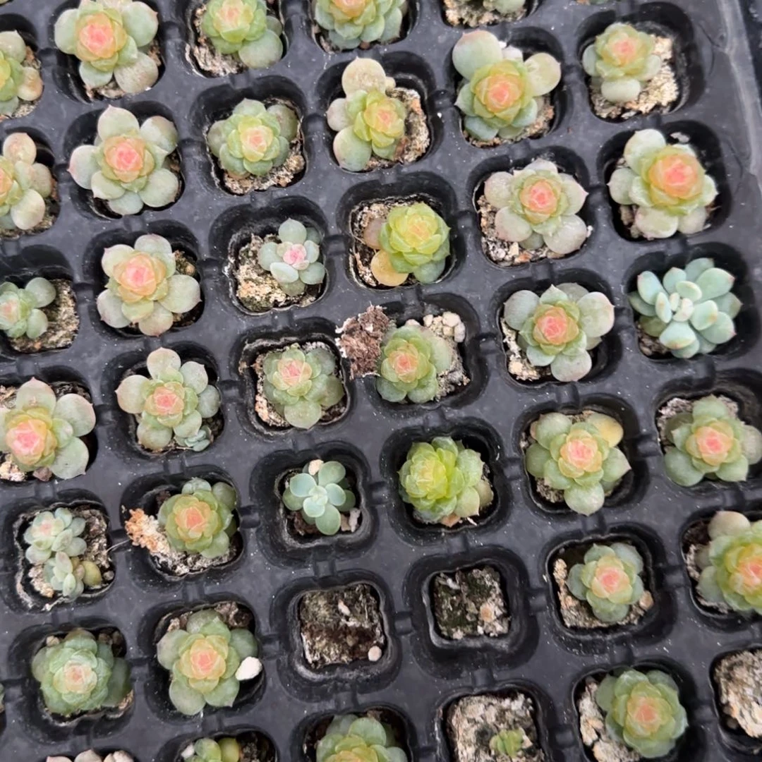 夜明珠穴一个满20包邮