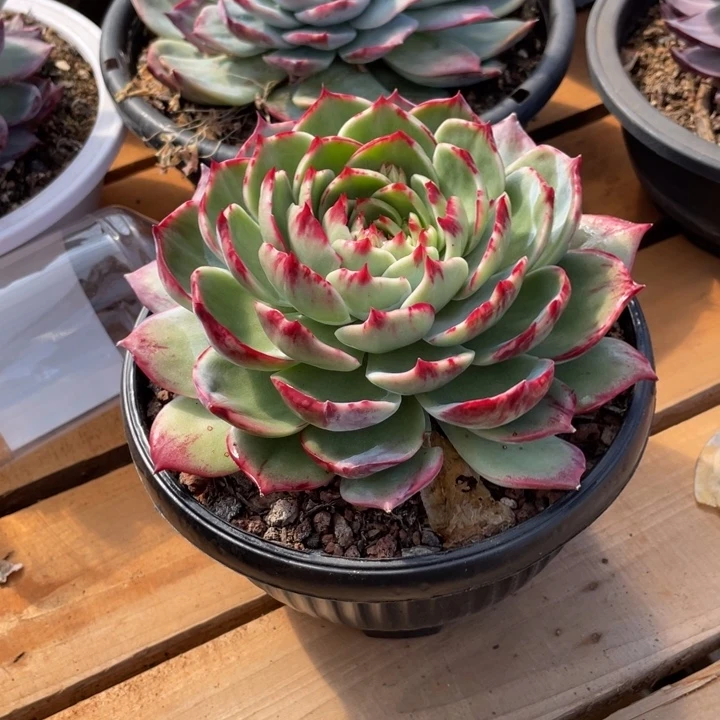 ****拉惊鸿仙子多肉植物拉拉1号128