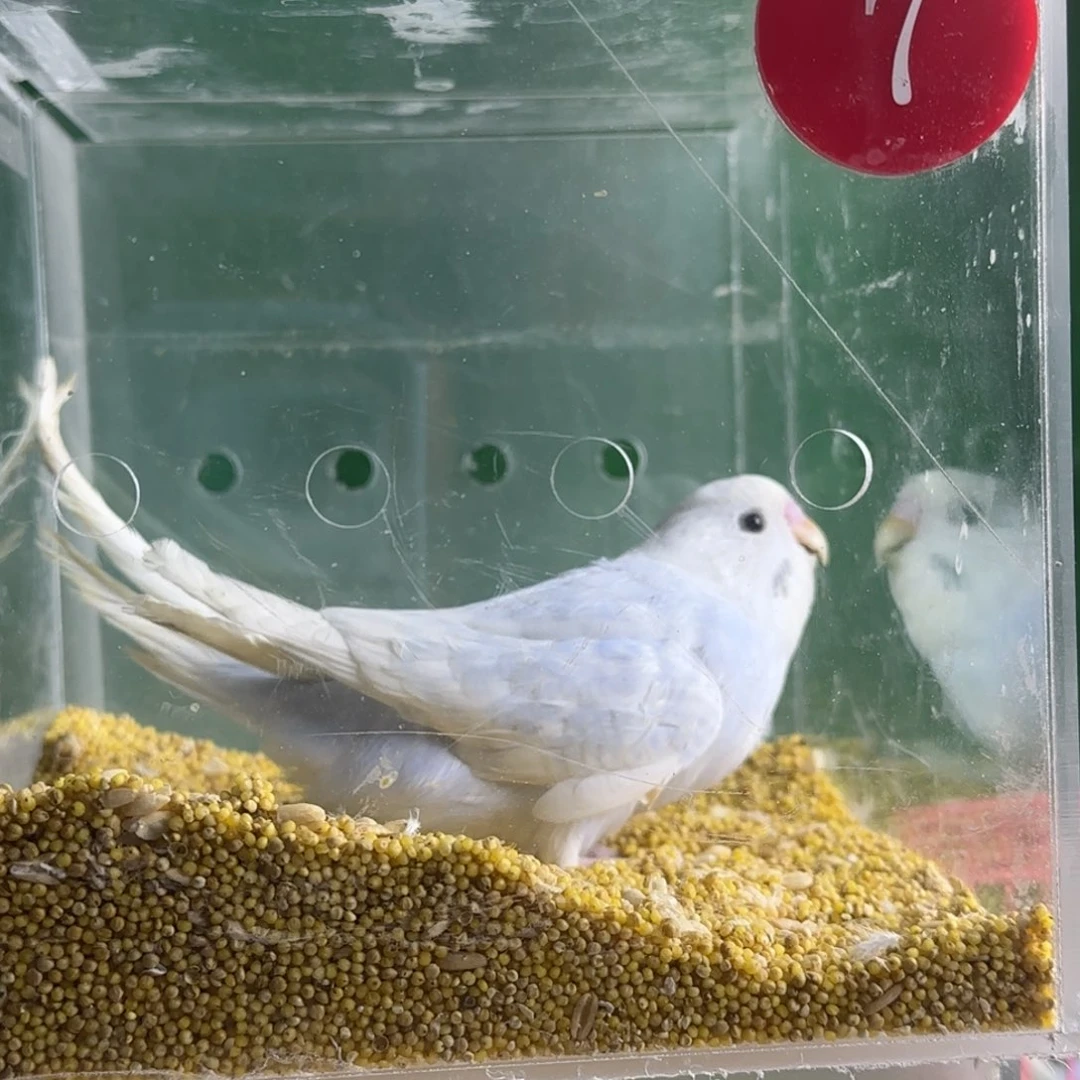 虎皮鹦鹉大头鹦鹉