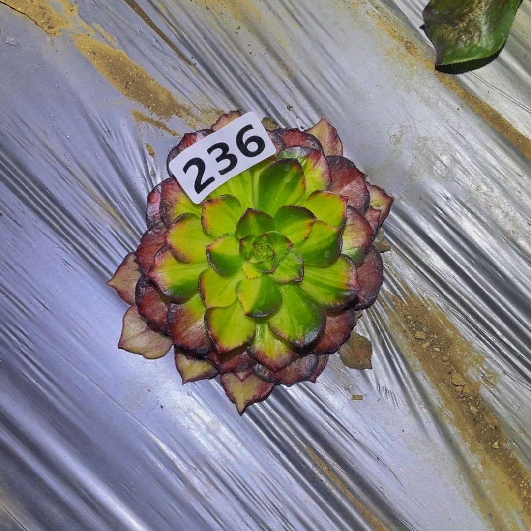 龙鳞多肉多肉植物236