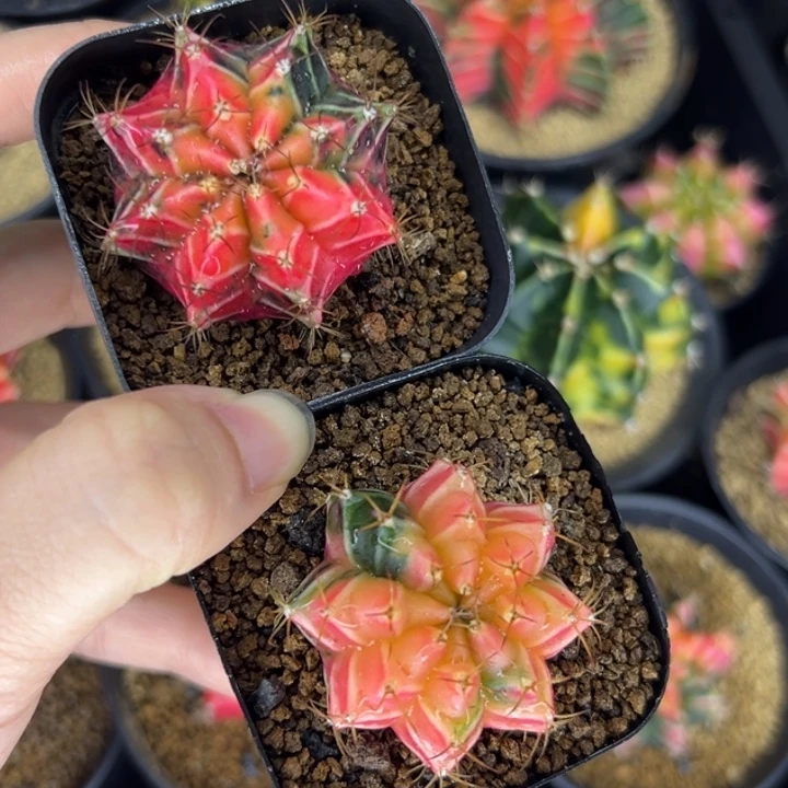 泰国米哈仙人球实生