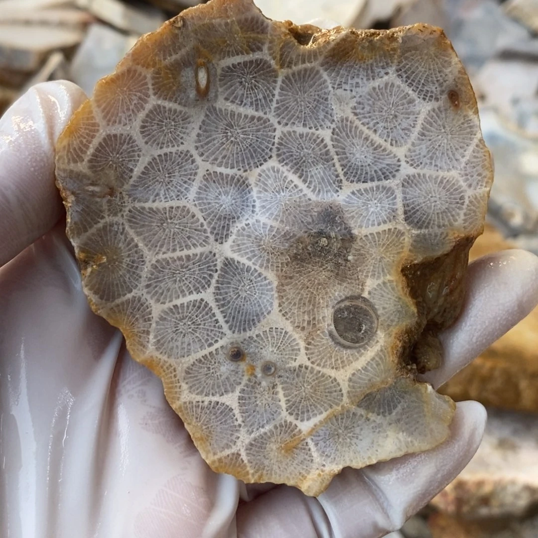 【闪购商品】未镶嵌珊瑚玉硅化玉