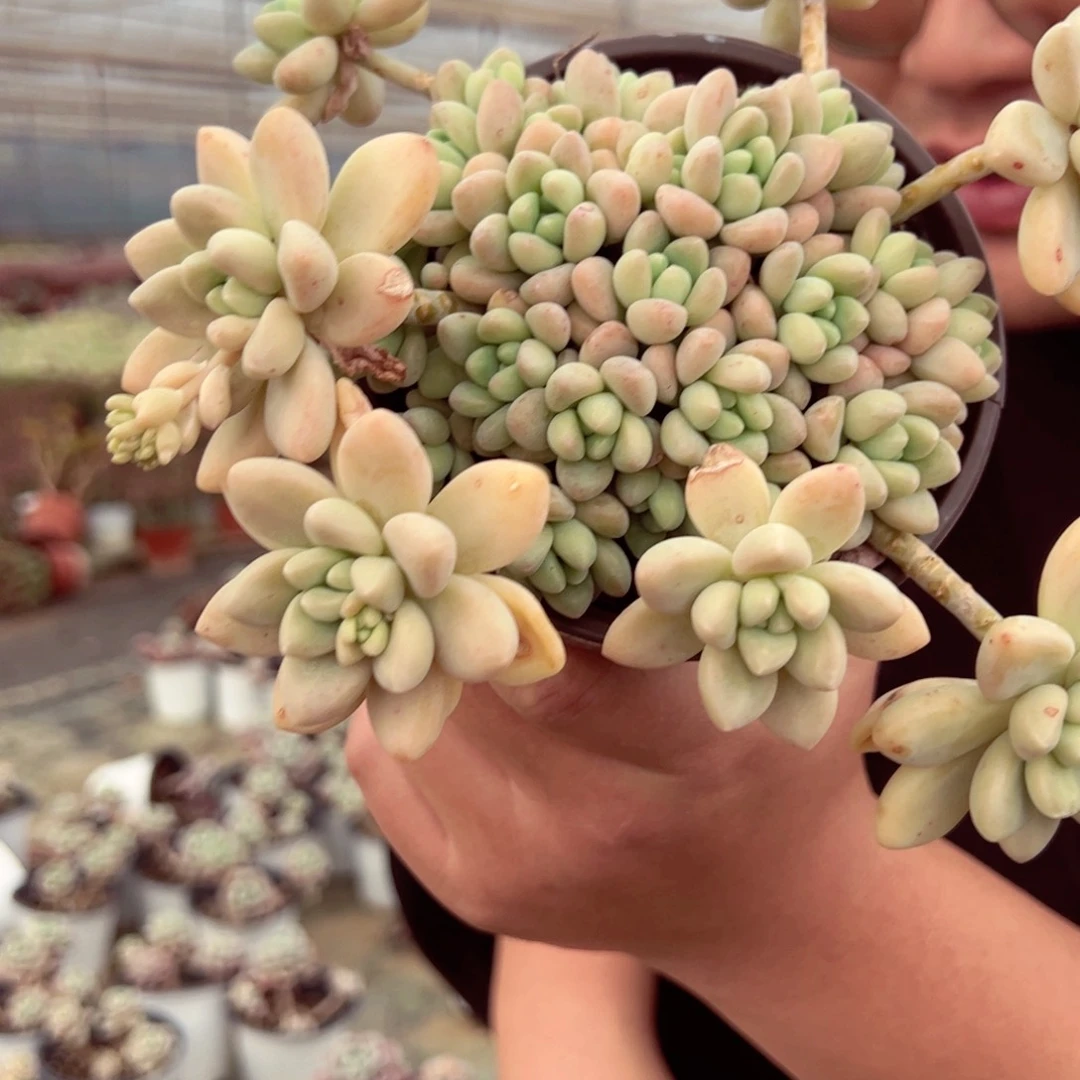 奶酪蛋糕群生120杯duo rou